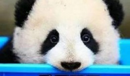 熊猫头爆料娱乐圈